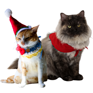 Cats cared for by Red Cubs Pet Patrol