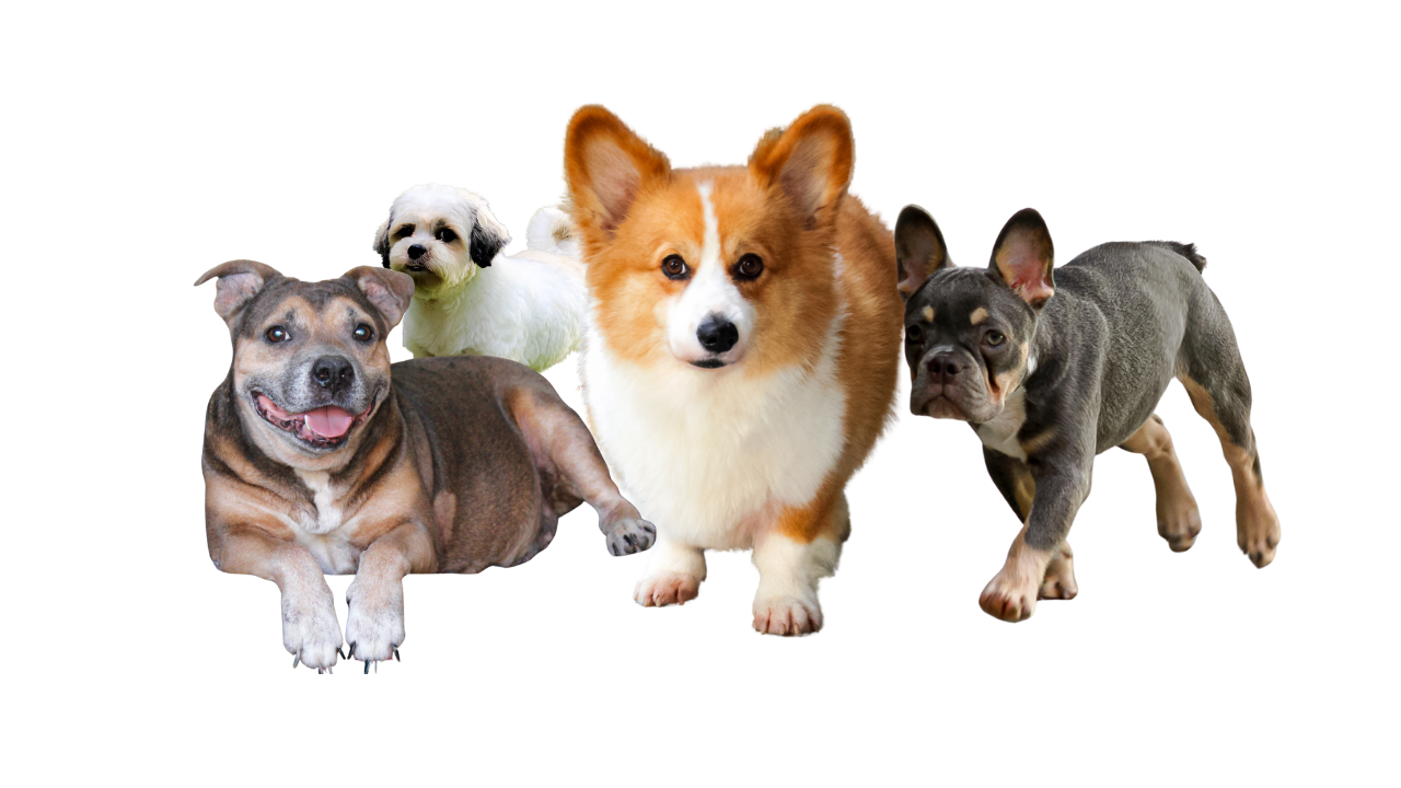 Dogs cared for by Red Cubs Pet Patrol