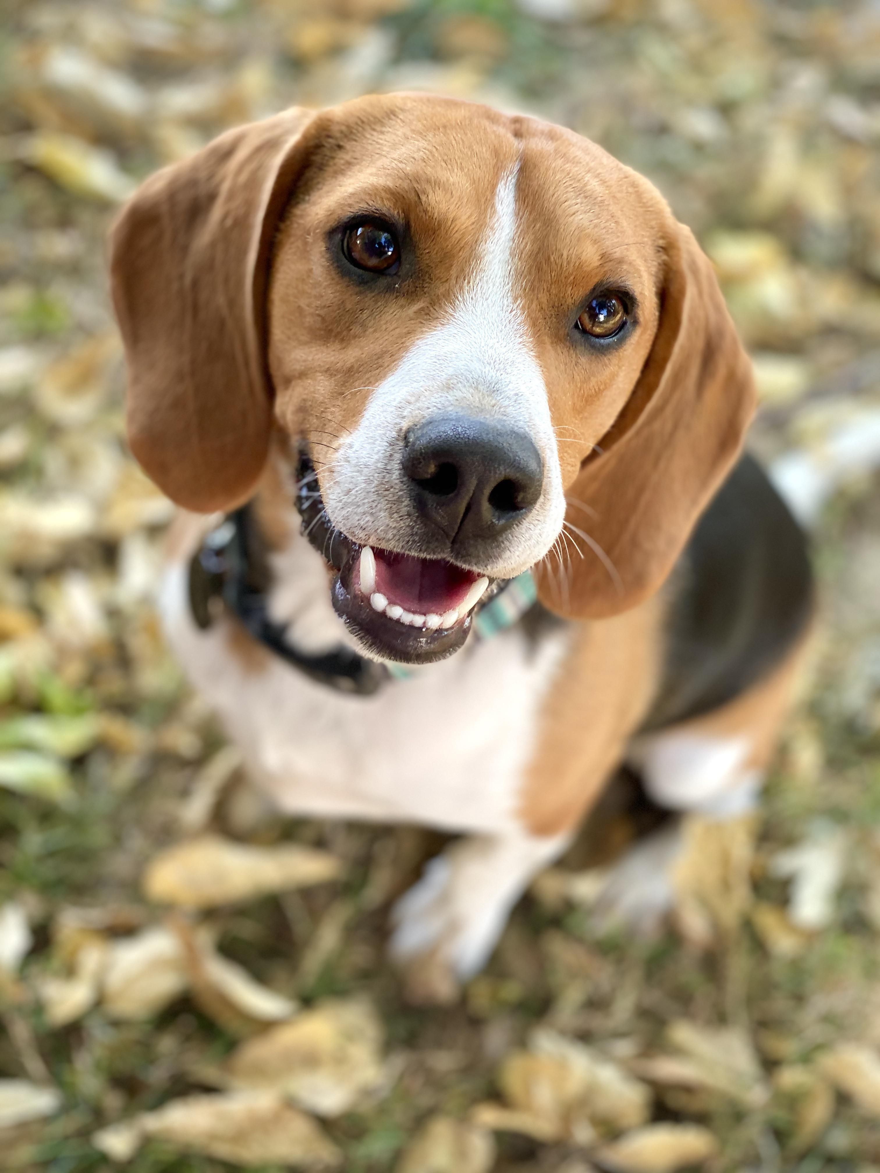 Daisy, Beagle Mix